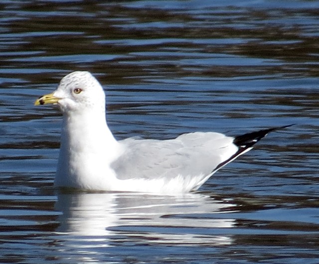 Ring-billed gull, floating high in the water