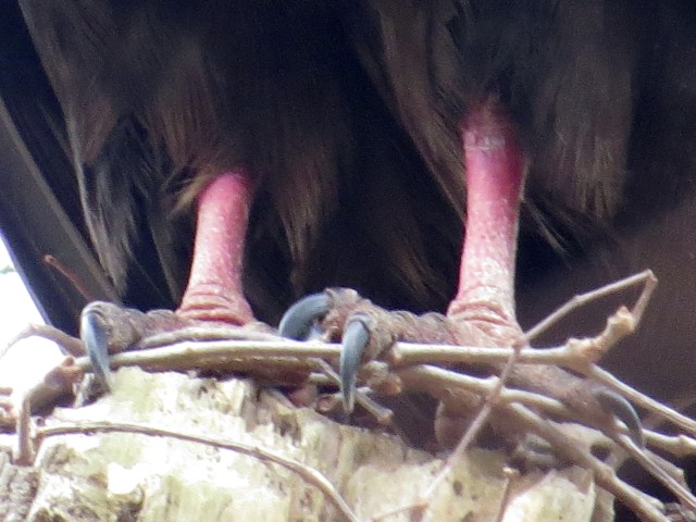 These make me think of Baba Yaga. 