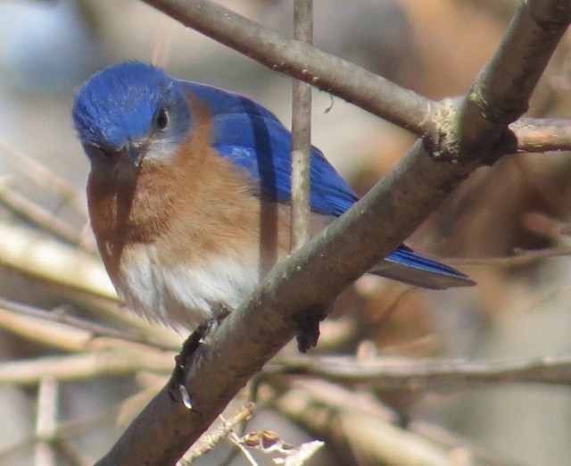 A bluebird in the sun always looks cheerful: 