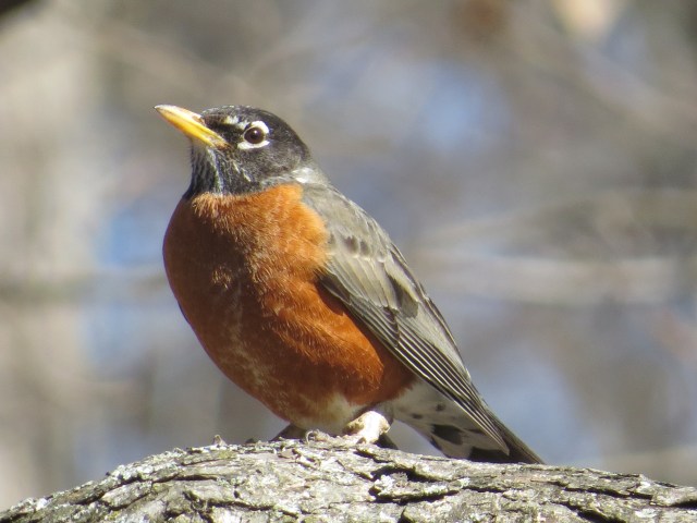 A handsome male robin at Cheswick Park