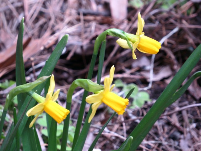 Gracing the side of my driveway