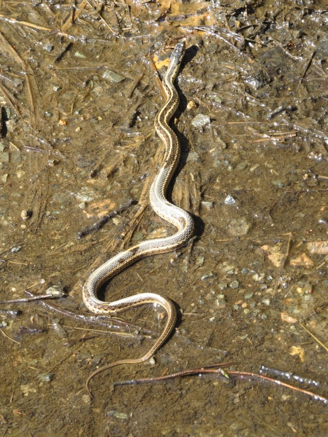 Snake-o-phobes, don't say I didn't warn you. So handsome. 