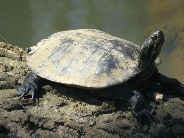 First day in the sun this year, I suspect