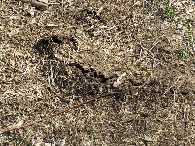 I don't see many moles. But they make themselves known. 