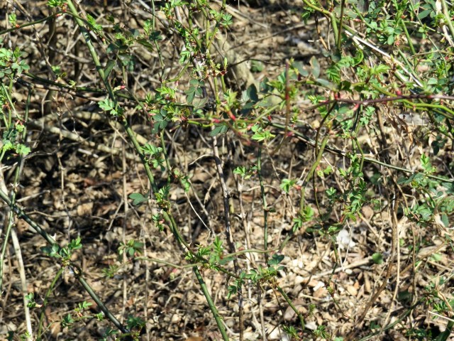 Just add a few more daylight hours and some warmer weather and this will be a fragrant multiflora rose. 