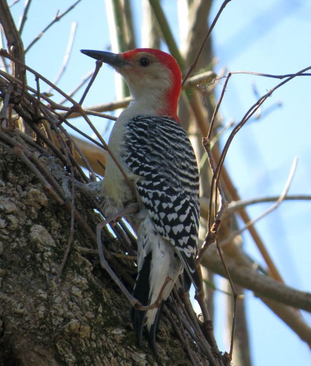 There are several birds I don't tire of. Red-bellied woodpeckers are one. 