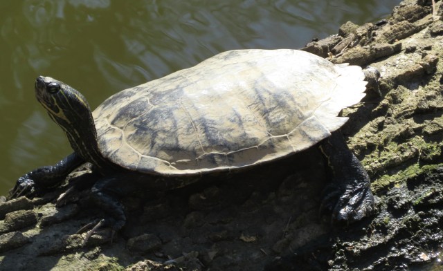 See the crack in the shell? At about 8:00 if you were standing above it? Very recognizable. 