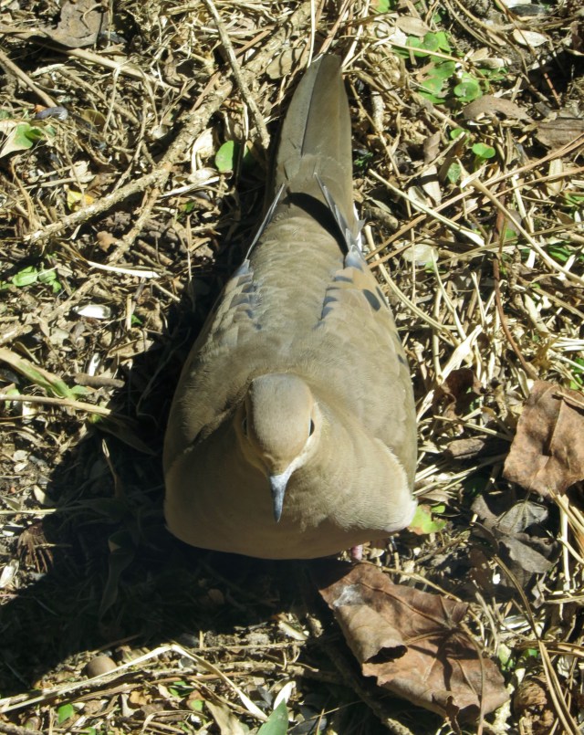 A very peaceful looking dove