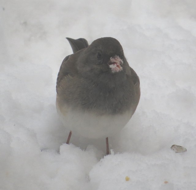 Junco with a beak full of snow! And bird seed! 