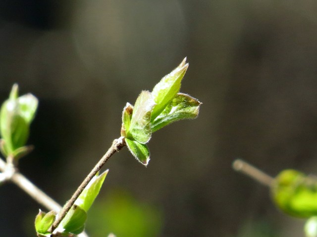 I don't know what it's called. But my it's graceful. 