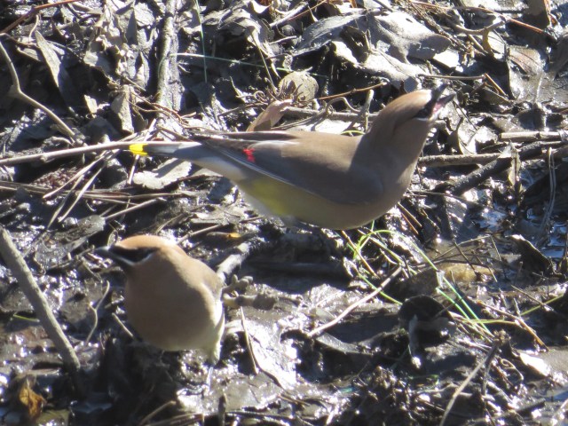 Cedar waxwings! Isn't that great? My first ones! 