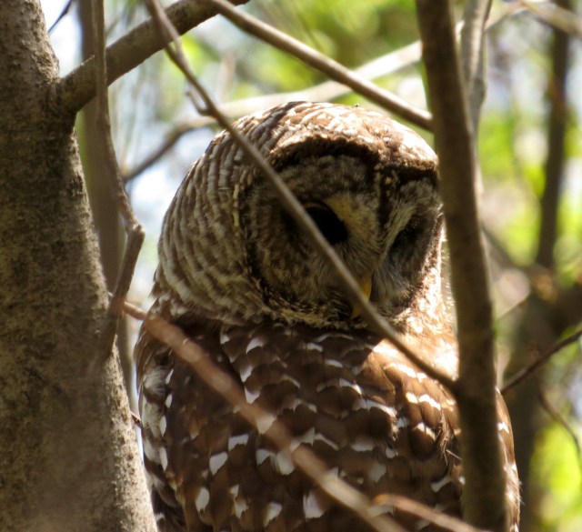 The same owl a moment later. This was ~11:30 AM. Perhaps she was seeing potential lunch on the ground. 