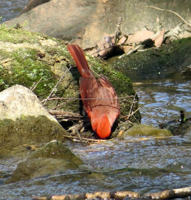 A cardinal wetting his whistle