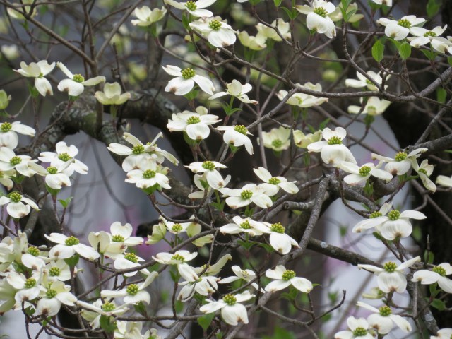 A dogwood in our frontyard. One of Dad's two favorite trees. 