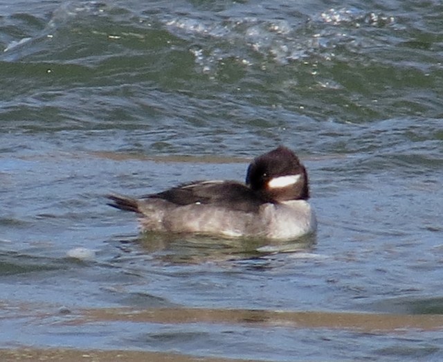 A beautiful female Bufflehead. She'll be many miles north by the time you read this. 