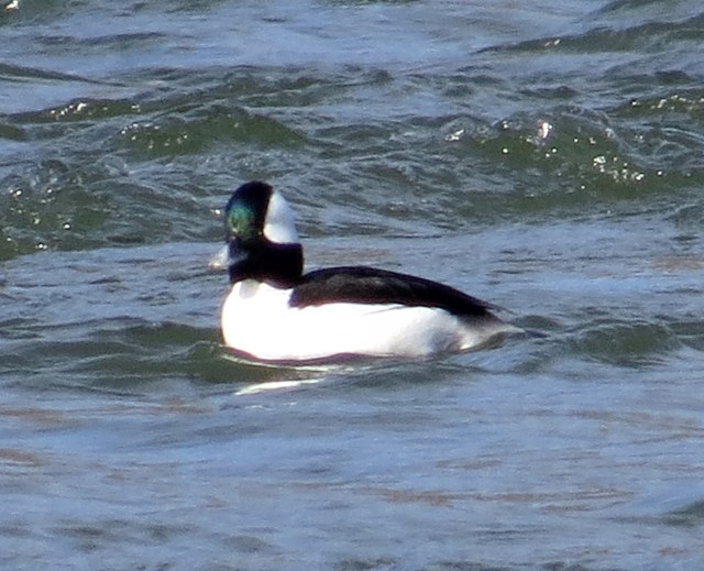 A distinguished male Bufflehead on the James