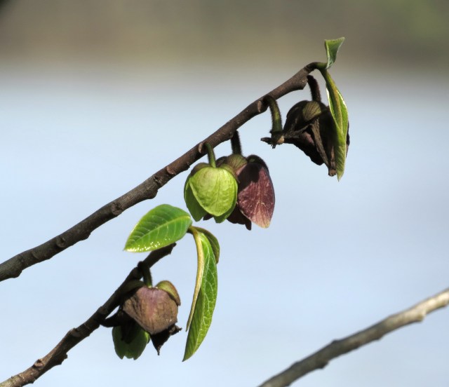 Pawpaw JUST beginning to open up on the edge of the river at Pony Pasture. 