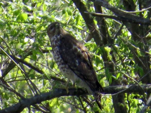 Probably a Red-shouldered hawk