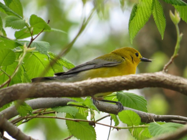 Prothonotary Warbler - I was lucky to get this picture! 