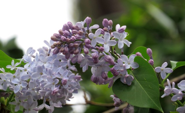 So beautiful and so fragrant - the other plants can hardly compete. 