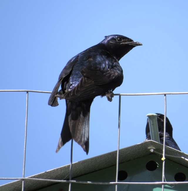 A beautiful Purple Martin at Bryan Park 