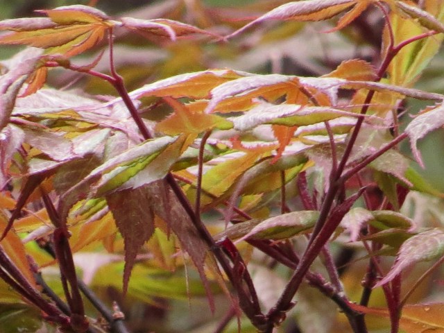 Red Maple closeup - another of Dad's favorite trees. Maybe a better picture next week. 