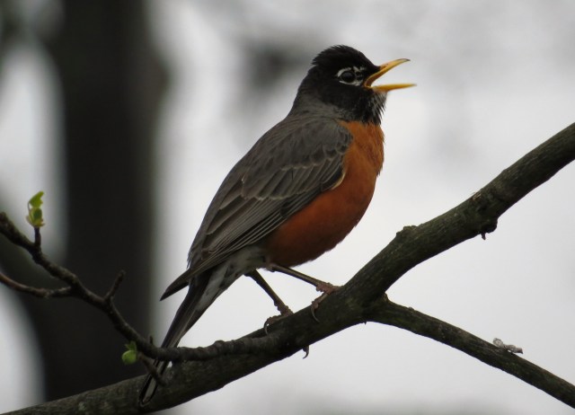 What a classic spring scene. 