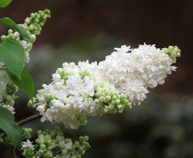 The only plant that really gives a purple lilac any competition