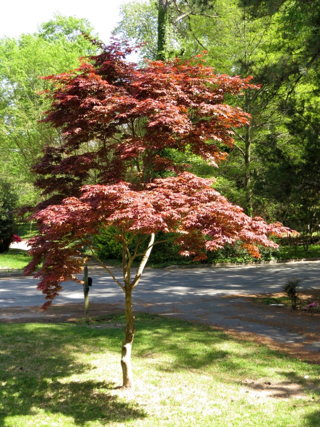Graceful red maple
