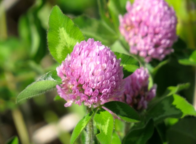 Which is more gorgeous? Both. 