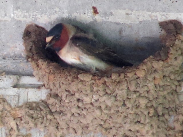 A Cliff Swallow on its well-constructed mud nest
