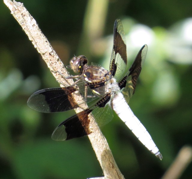 A dragonfly at Bryan Park