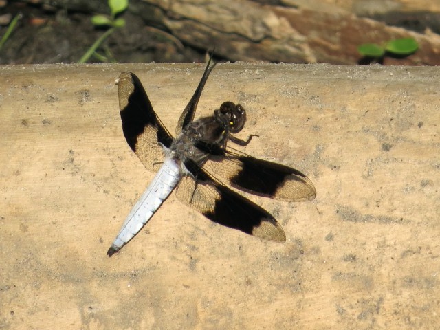 Same log, different dragonfly