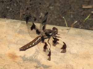 Female Whitetail Skimmer