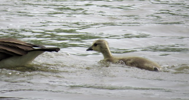 Healthy gosling getting healthier