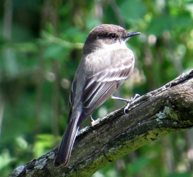 That is a lovely bird
