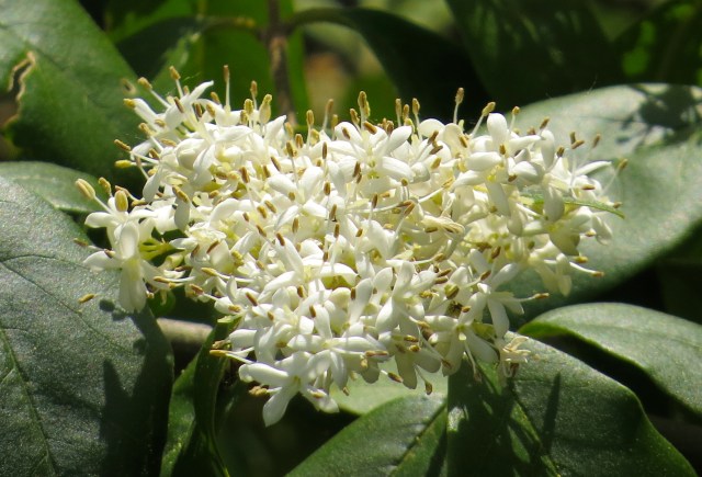 So  rich and so delicious and so fragrant