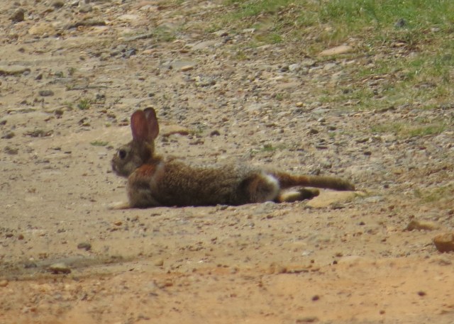 Isn't that unusual? I never even knew rabbits did this. Look at those big ears and big eyes. 