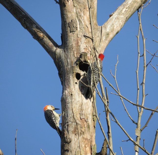 Took this picture while leaning against my car in the parking lot. Isn't that fun?  