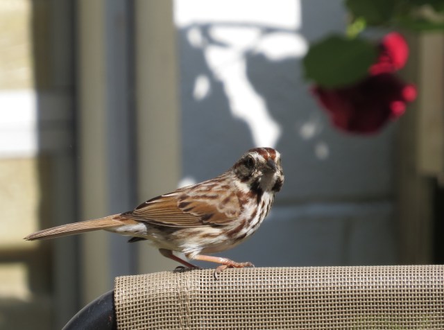 That is a classic "lucky shot." Nice bird, nice light, nice rose in the background. 