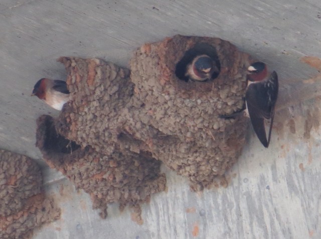 A few birds together on a couple of nests