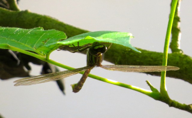 A different angle, fine when you have 28,000 tiny eyes. 