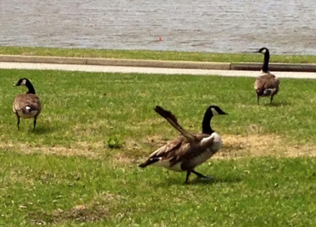 Canada Goose with "Angel wing." Very odd.