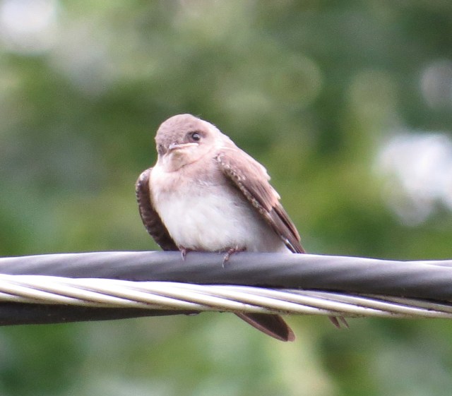 A baby phoebe. I believe.