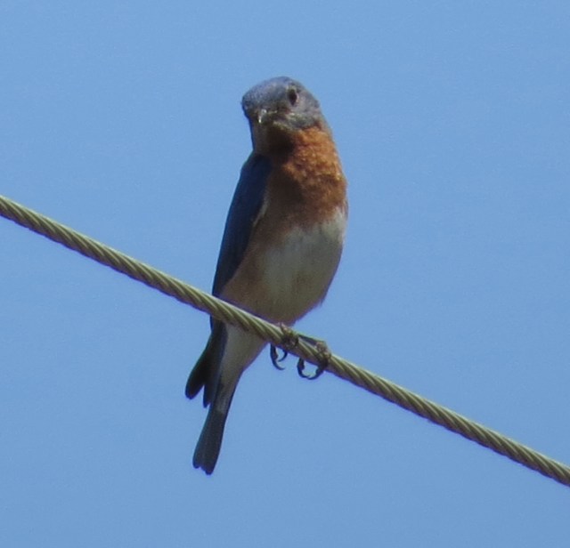 Beautiful bluebird seen on a beautiful bike ride!