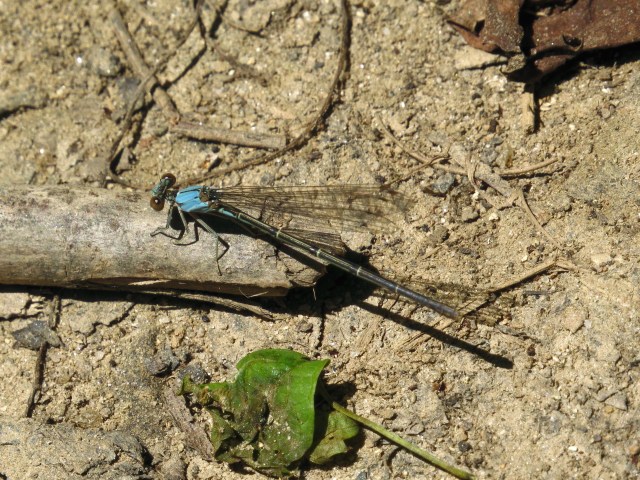 Blue-fronted Dancer, Argia apicalis 