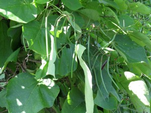 Catalpa tree with brand new seed pods