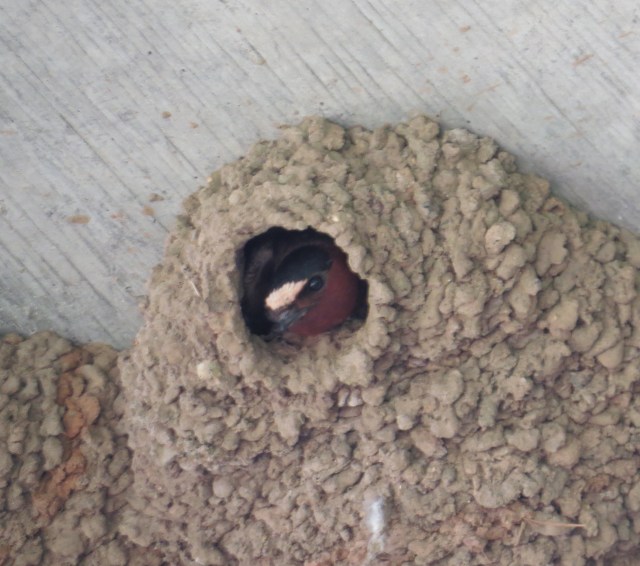 I'll bet that nest is a nice place to be.