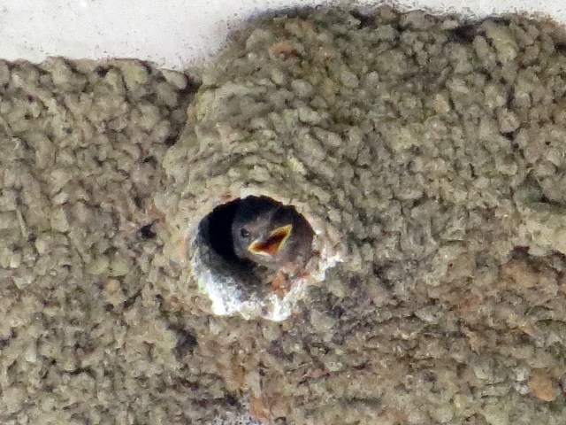 Or perhaps it's a baby waiting for food. But my goodness that was a hot day. 