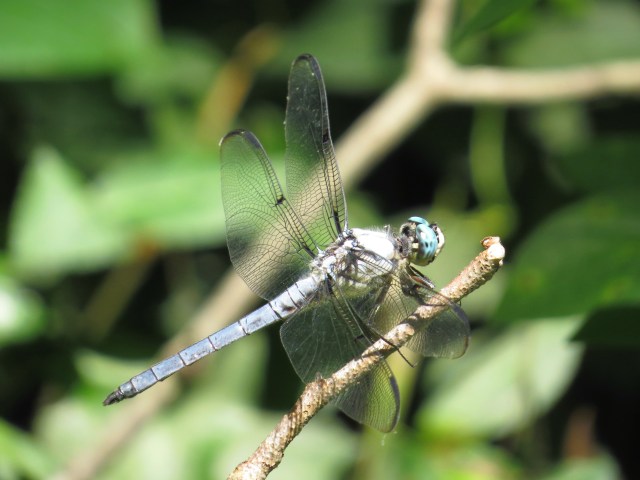 Another big dragonfly. Waiting for a hapless mosquito to pass by.